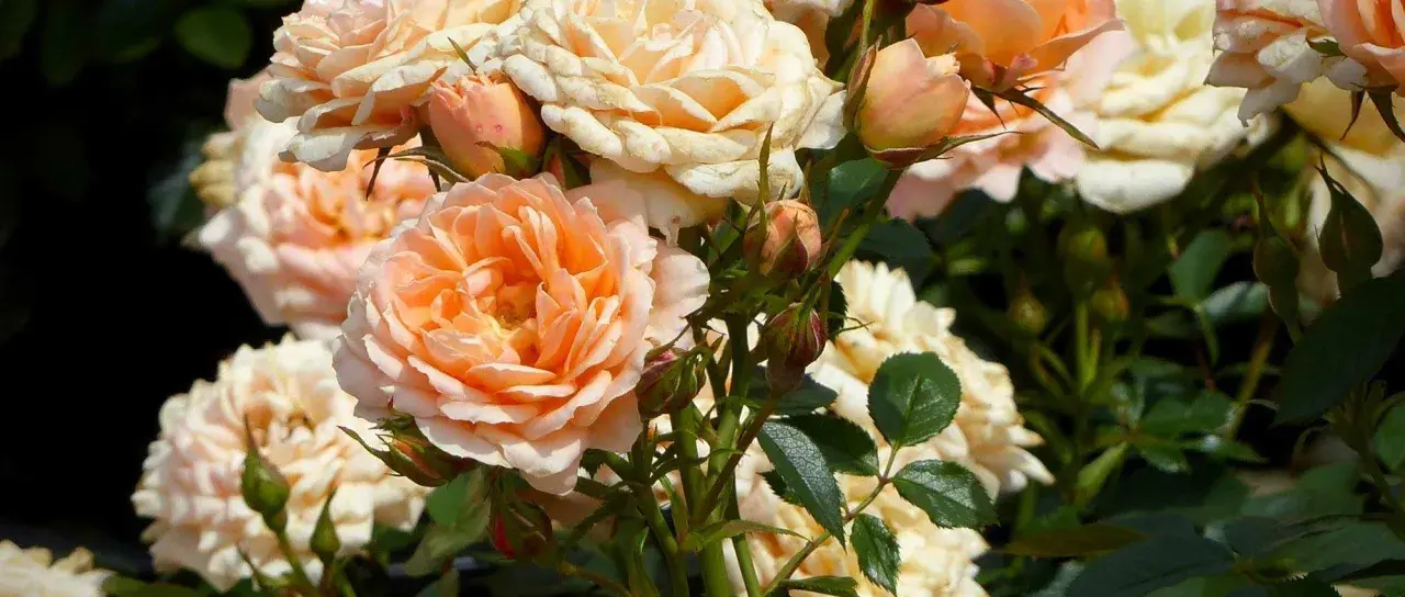Un ramo de rosas en tonos melocotón y crema, mostrando varios tipos de rosales en plena floración y capullos.
