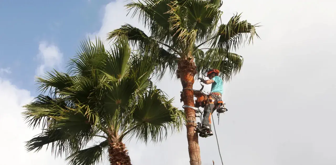 Arbórista en acción, realizando la poda de palmeras. Equipado con arnés y herramientas, trabaja en altura para mantener las palmas saludables y seguras.