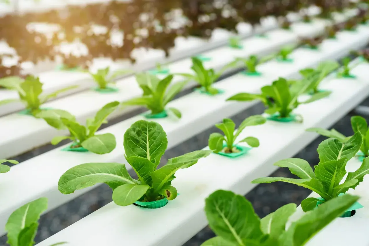 Lechugas creciendo en filas ordenadas en un sistema de cultivo hidroponico, con luz solar filtrándose.
