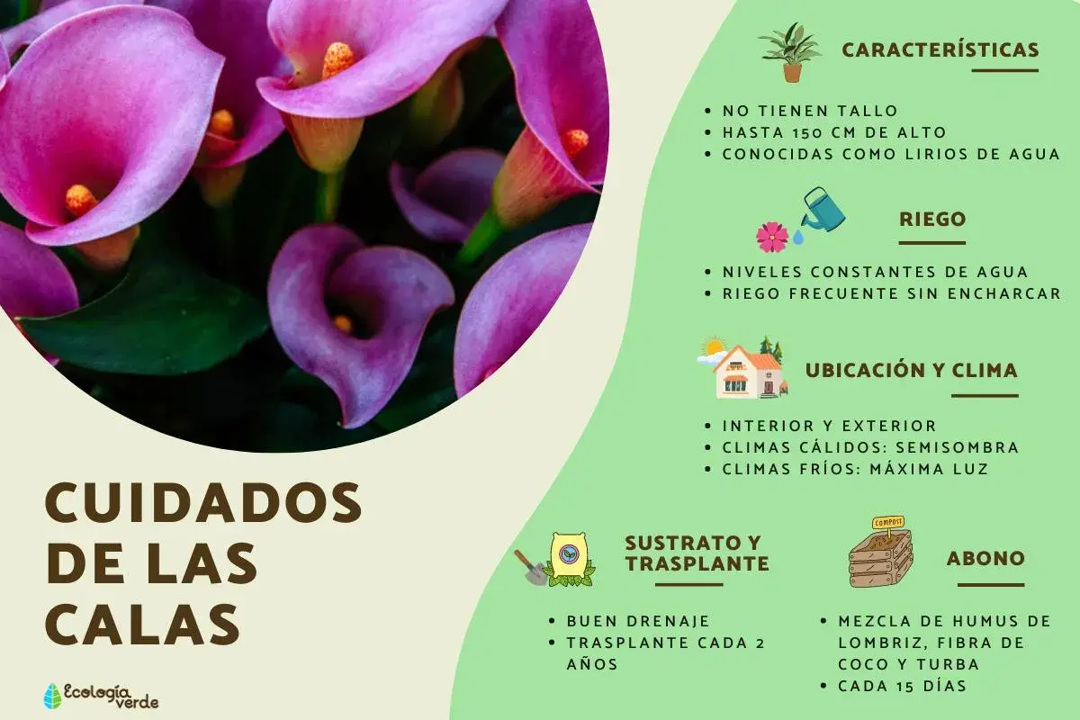 Cuidar calas es fácil, ya que las calas son de interior o exterior. Requieren riego constante y buena ubicación.