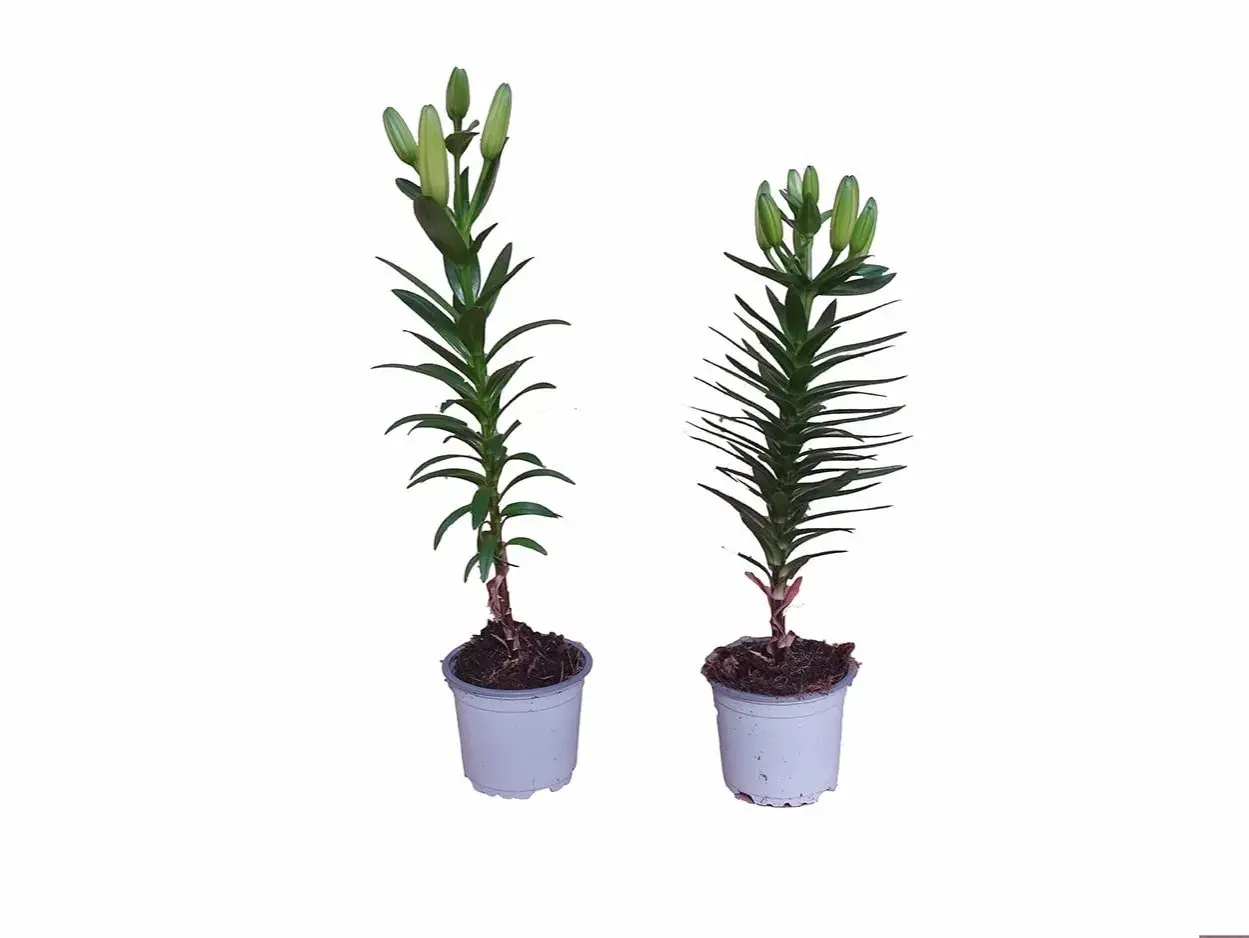 Dos plantas de lirios en maceta, con capullos verdes listos para florecer.