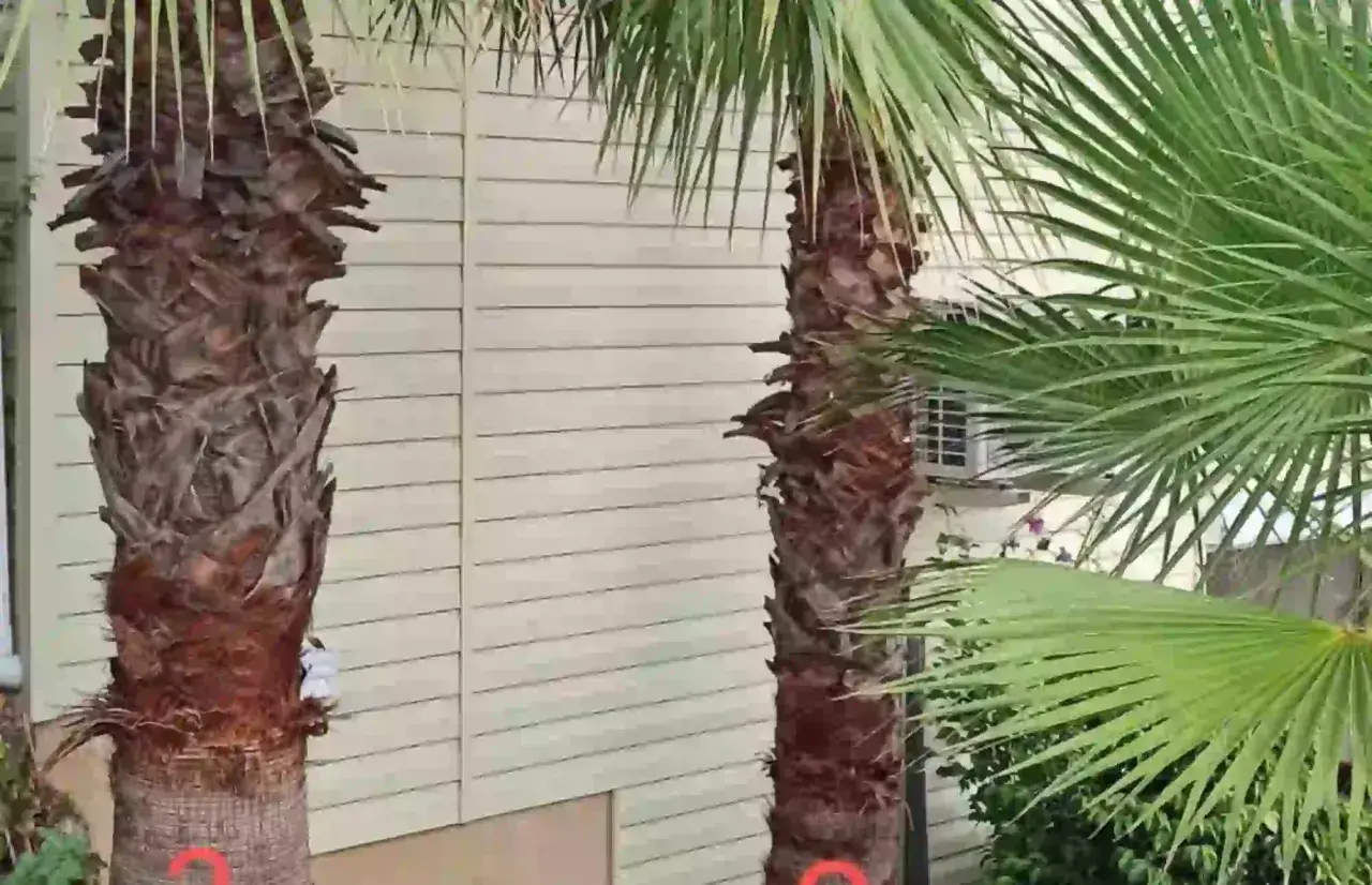 Dos palmeras con troncos rugosos y hojas verdes vibrantes, listas para ser podadas.