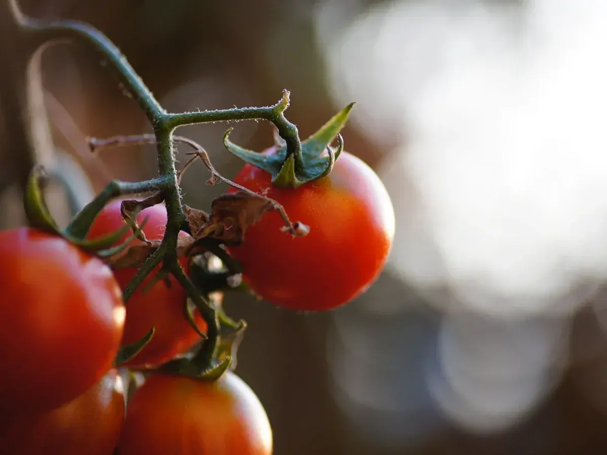 Tomates rojos maduros en una rama. El momento ideal para saber cuando plantar tomates es cuando las heladas han pasado y el sol calienta la tierra.