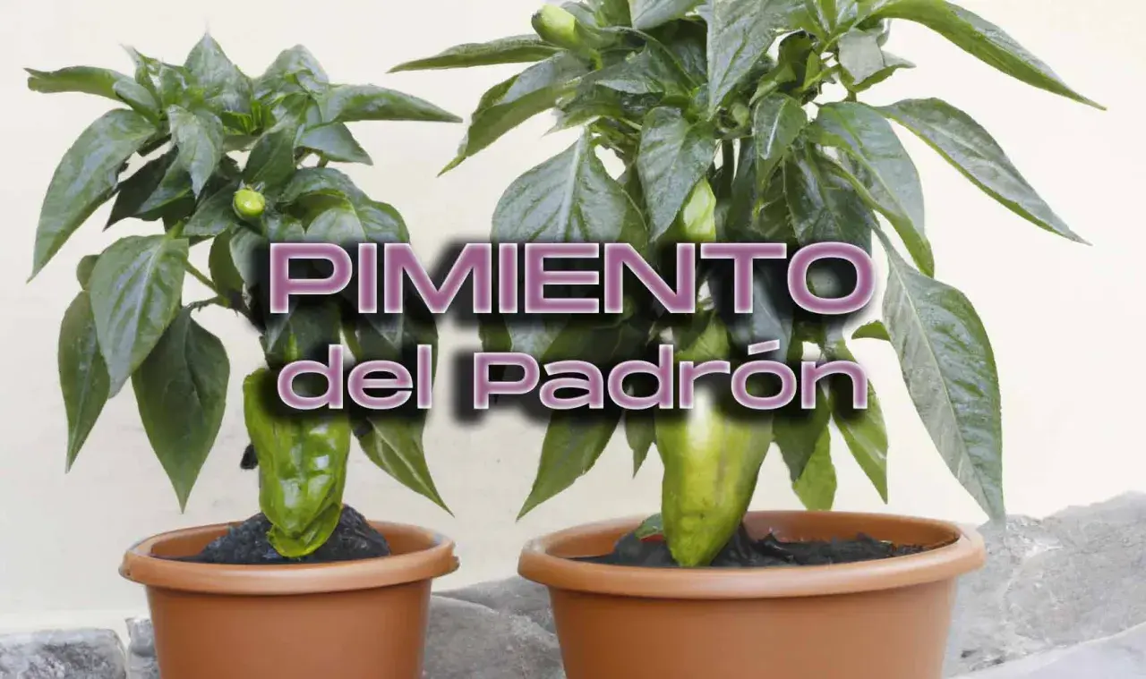 Dos plantas de pimientos de Padrón en macetas, con el texto "PIMIENTO del Padrón". La pregunta de cuántos pimientos de Padrón da una planta se responde con la imagen.