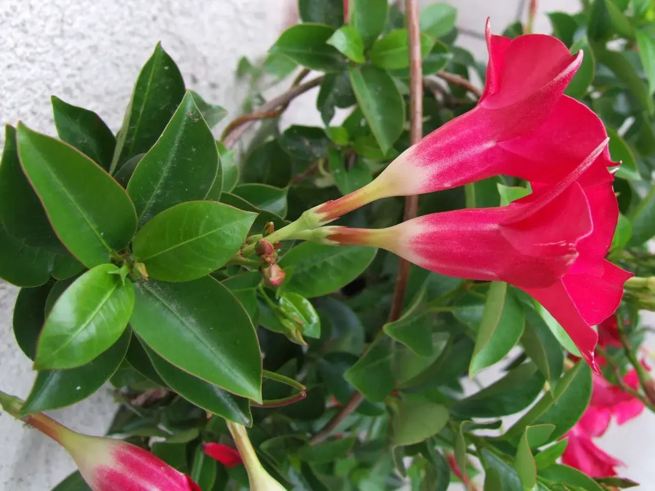 Dipladenia con flores rojas vibrantes y hojas verdes brillantes. Sus cuidados son sencillos para disfrutar de su exuberante floración.