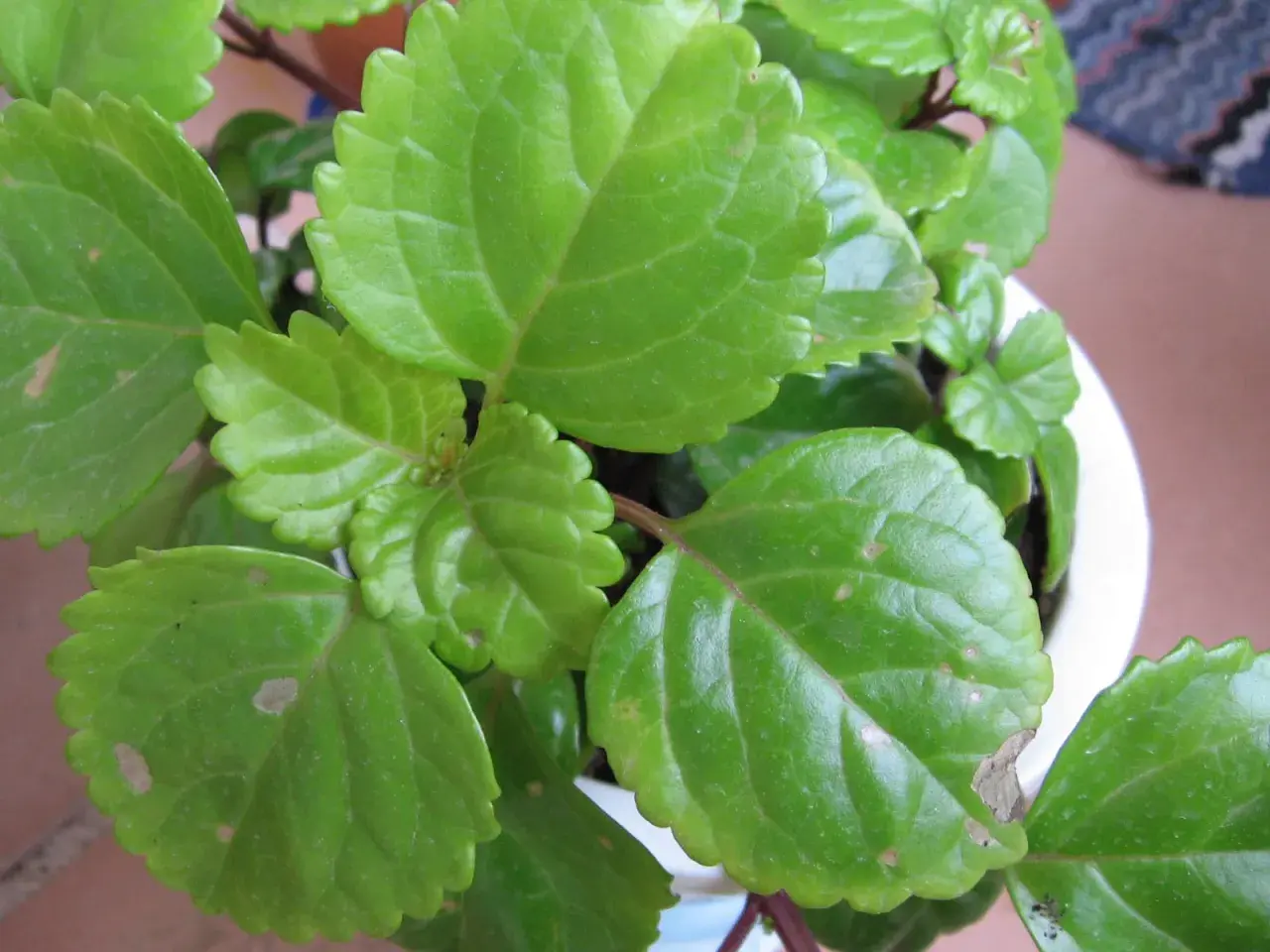 Primer plano de hojas verdes de una planta del dinero mustia, algunas con manchas y bordes secos.