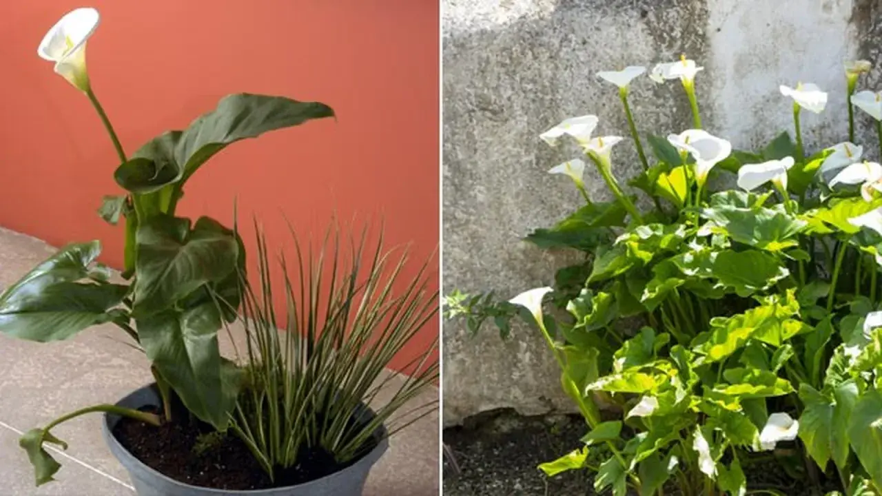 Dos composiciones de planta cala: una en maceta con fondo naranja y otra al aire libre junto a un muro de piedra.