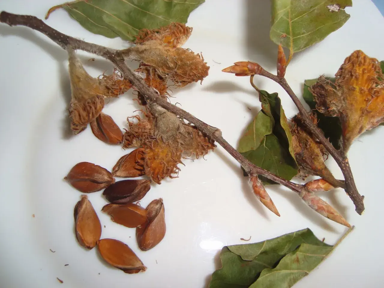 Ramitas con capullos y hojas secas, junto a varias semillas marrones, el fruto del haya.