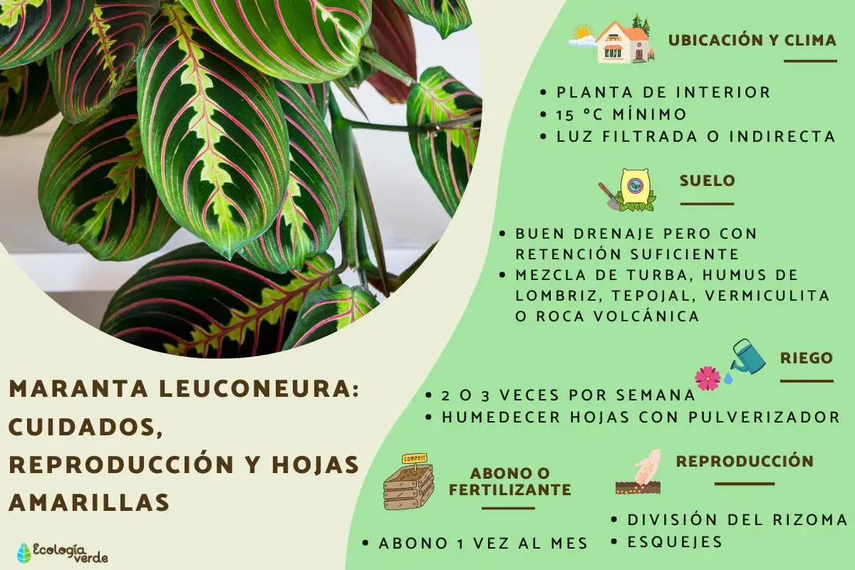 Maranta leuconeura, planta de interior con hojas verdes y rosadas. Guía de cuidados: riego, suelo, abono y reproducción.