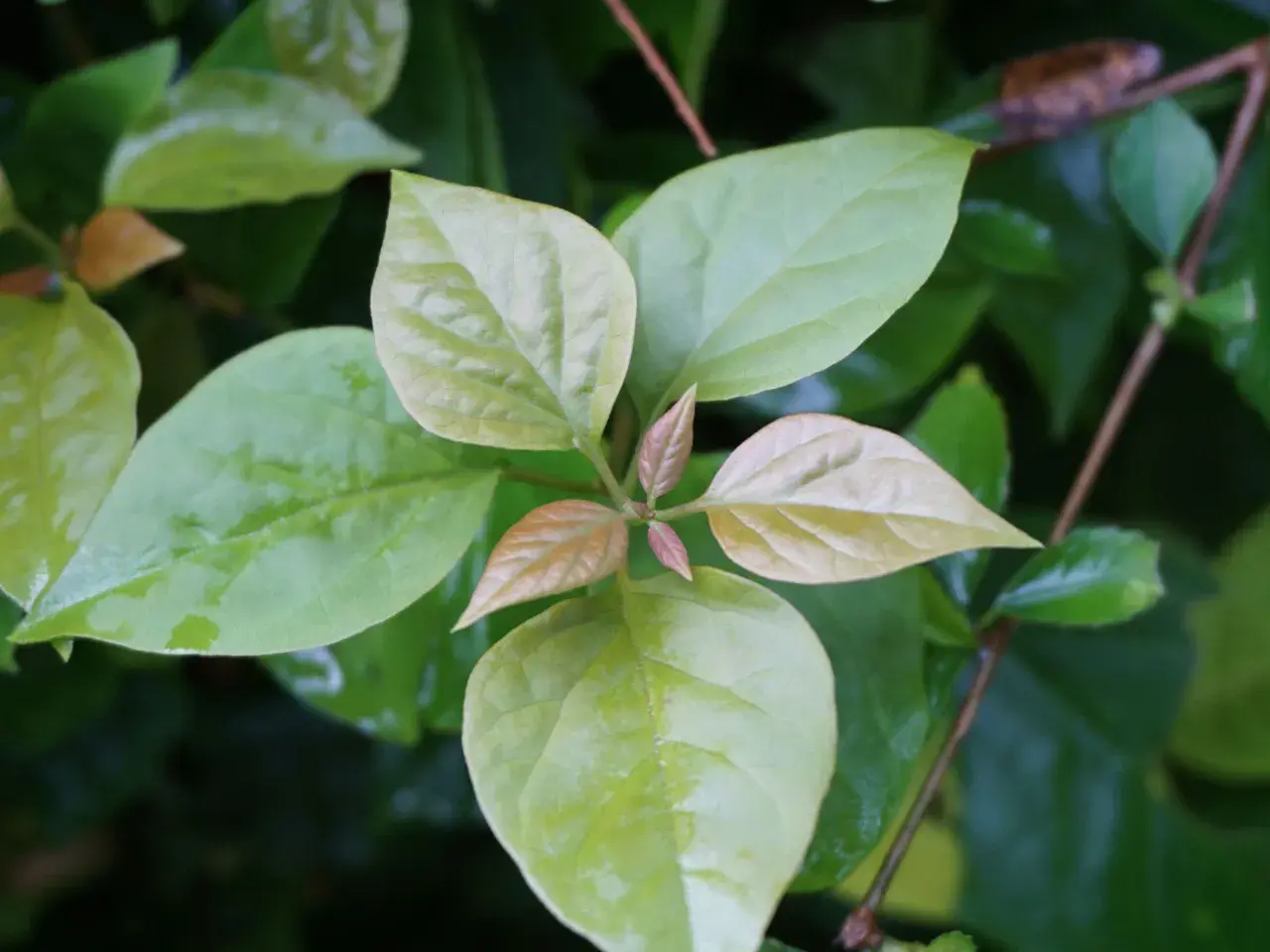 Primeros brotes de hojas verdes y rojizas en una rama. La planta parece sana, pero la buganvilla no florece aún.