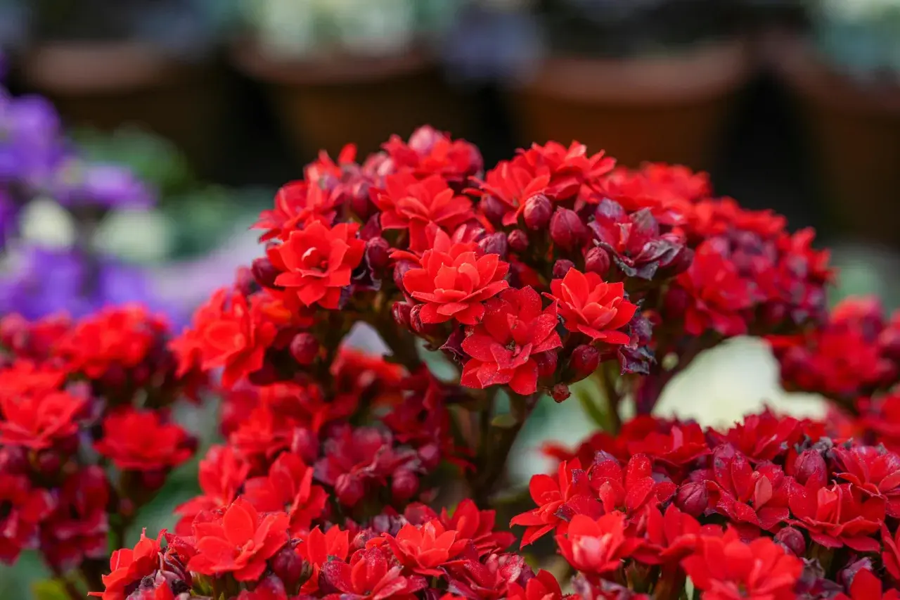 Ramos de flores rojas vibrantes, como las de 10 plantas que dan flores todo el año, con pétalos delicados y capullos listos para abrir.