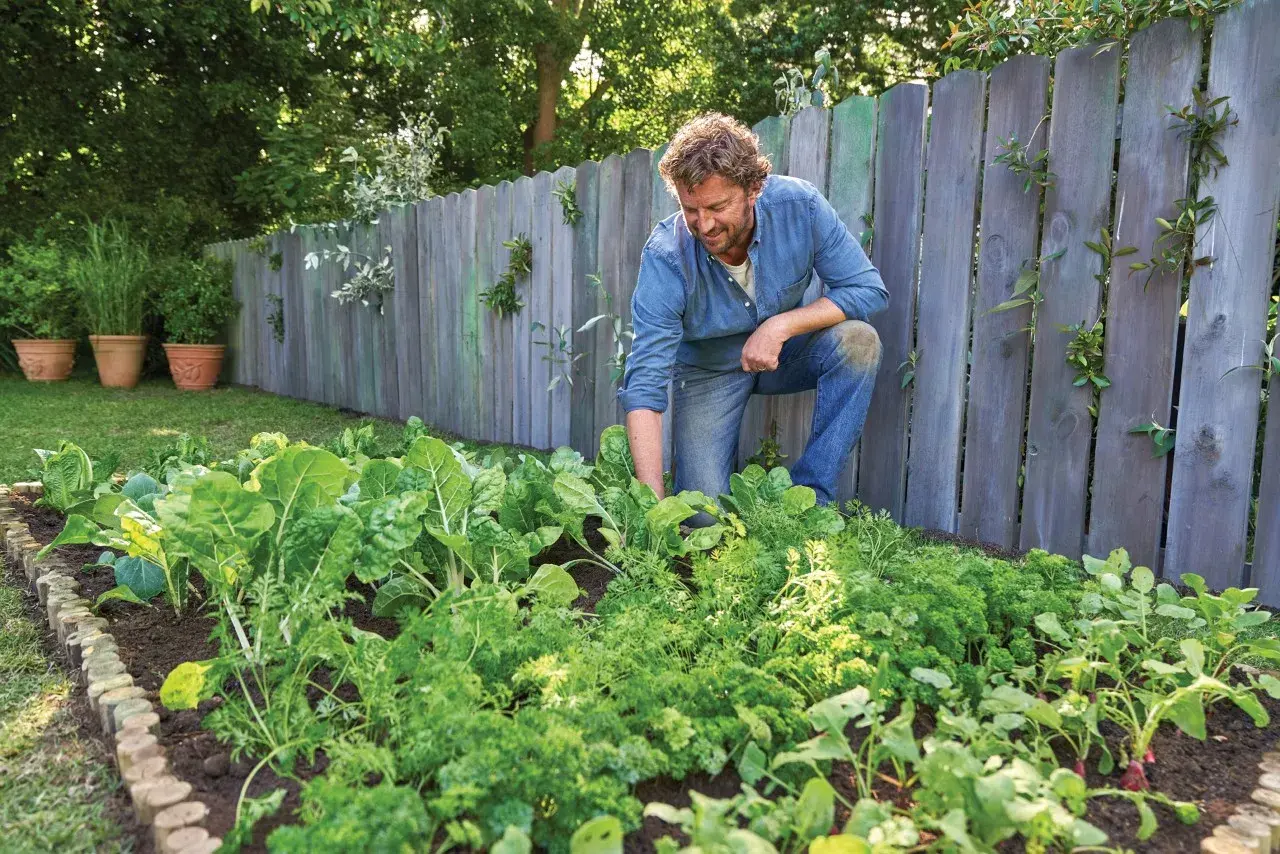 Hombre trabajando en su huerto, cuidando las plantas. Aprende como utilizar la palomina en el huerto para un crecimiento saludable.