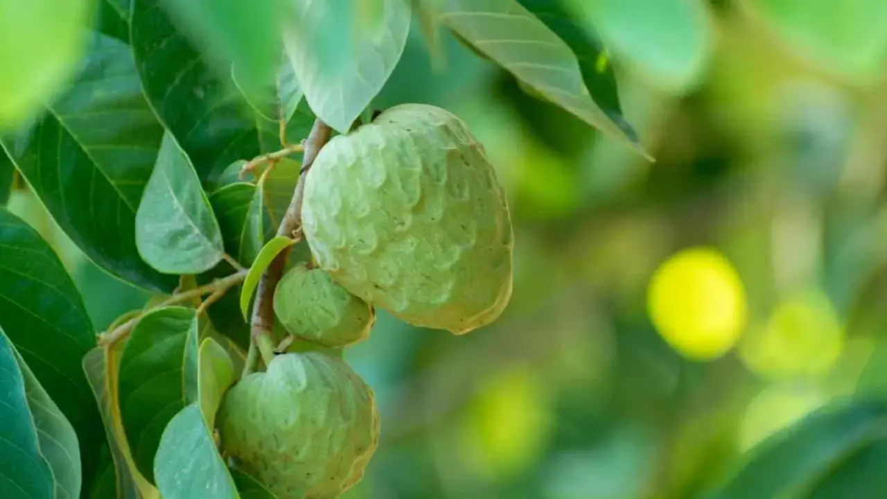 Frutos verdes de chirimoya en un árbol, listos para cuidados.
