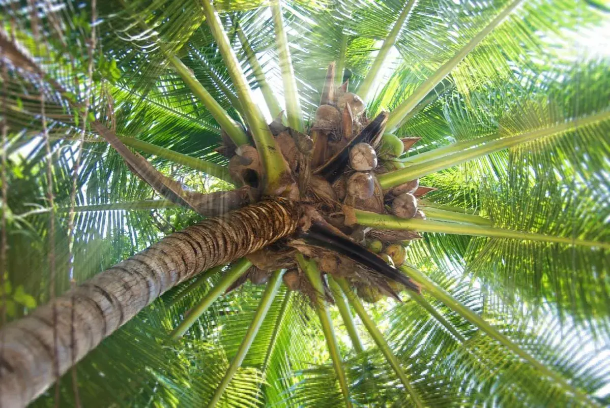 Vista desde abajo de la corona de una palmera, con cocos verdes y marrones colgando entre las hojas verdes vibrantes.