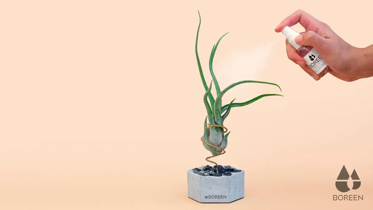 Rociando agua a unas plantas de aire en maceta de cemento.