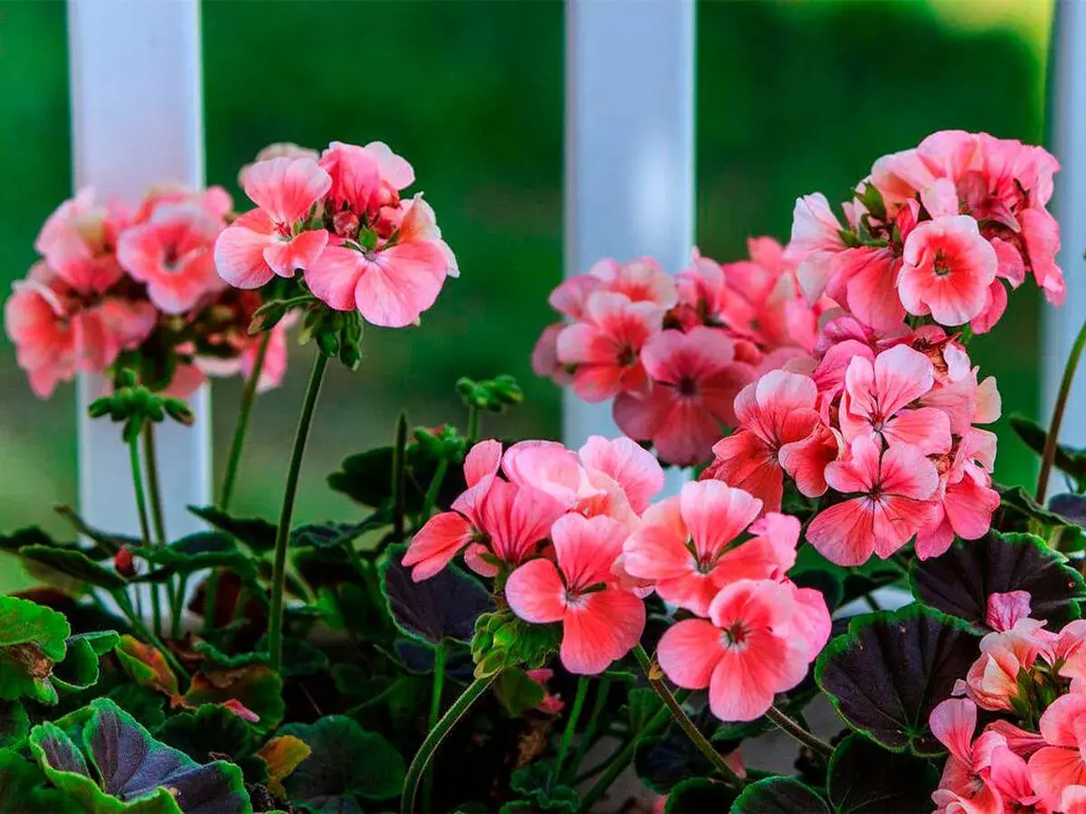 Un grupo de flores de geranio rosadas y vibrantes, con hojas verdes oscuras, se asoman detrás de una barandilla blanca.