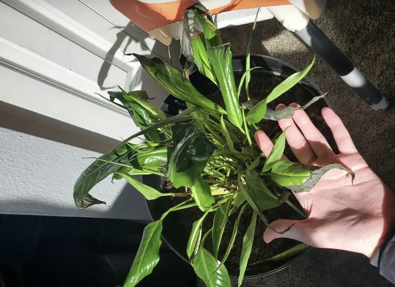 Spathiphyllum con hojas negras, algunas marchitas y secas, en una maceta negra. Una mano revisa el estado de la planta.