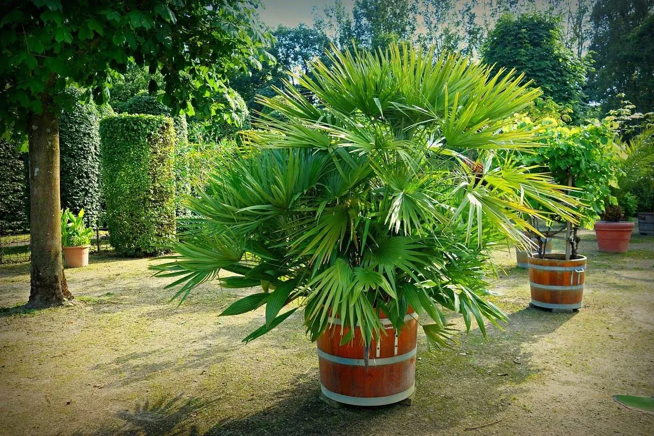 Un jardín con varios tipos de palmeras en macetas de madera. Una palmera frondosa destaca en primer plano.