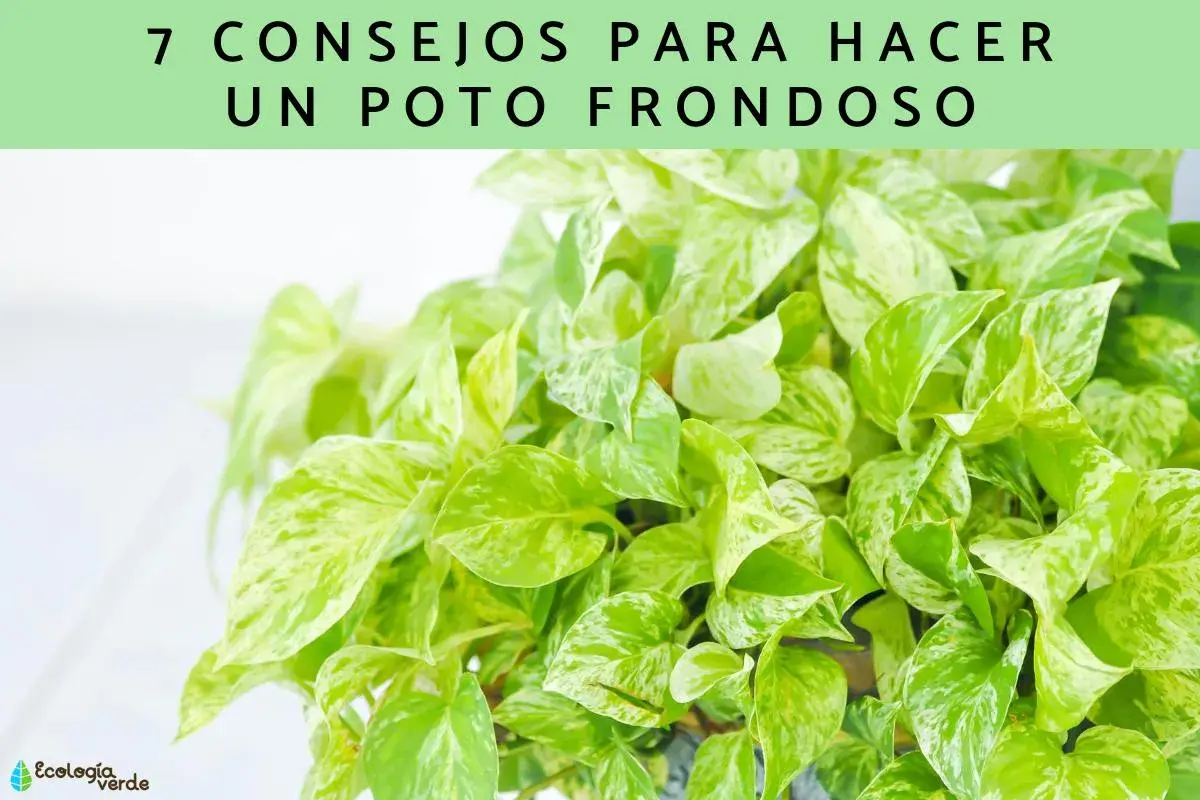 Consejos para hacer un poto frondoso y exuberante. Hojas verdes y blancas de una planta de interior.