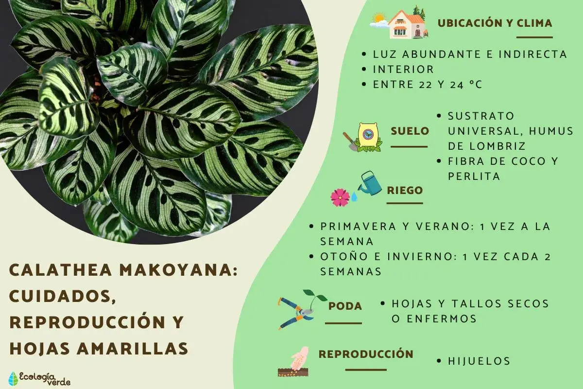 Calathea Makoyana con hojas verdes y amarillas, cuidados, reproducción y cómo evitar hojas amarillas.