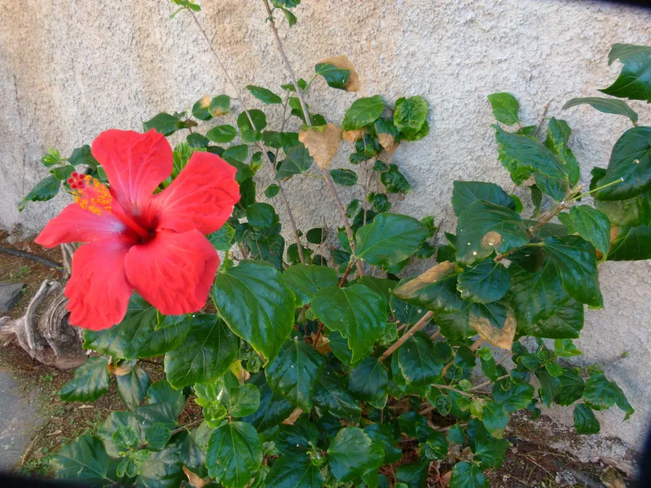 Flor de hibisco rojo vibrante junto a hojas verdes, algunas con manchas marrones, sugiriendo posibles enfermedades de los hibiscus.
