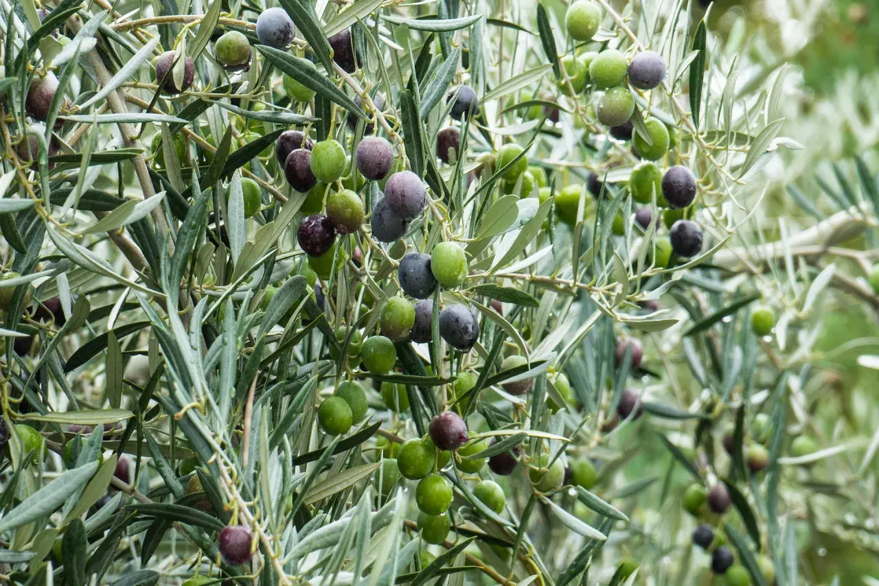 Riego de árboles frutales: aceitunas verdes y moradas cuelgan de ramas frondosas, algunas con gotas de agua.