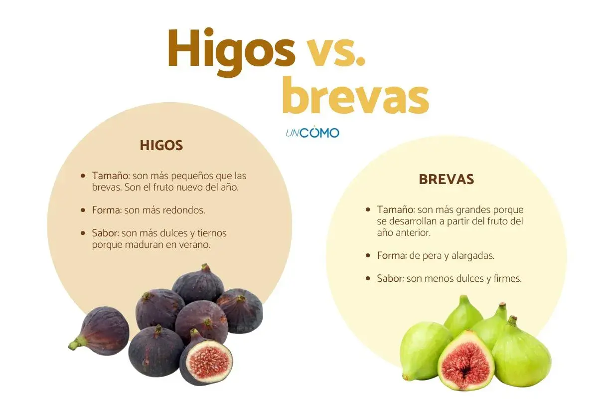 Fotos de higos morados y brevas verdes, comparando sus características.
