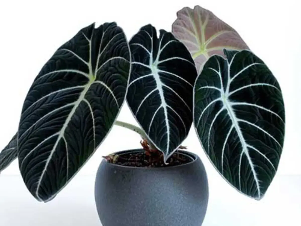 Alocasia Wentii, con sus hojas oscuras y venas blancas, luce majestuosa en su maceta gris.