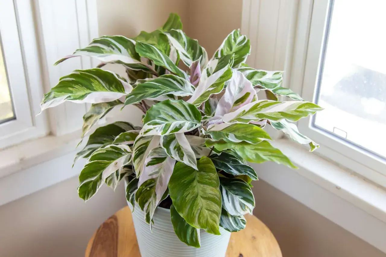 Calathea fusion white, una planta de interior con hojas verdes y blancas, luce espectacular junto a la ventana.