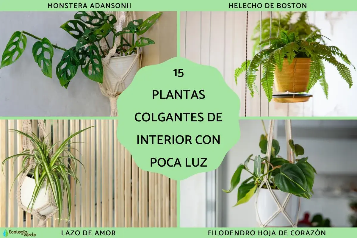Monstera Adansonii, Lazo de Amor y Filodendro Hoja de Corazón son ejemplos de planta colgante interior poca luz.