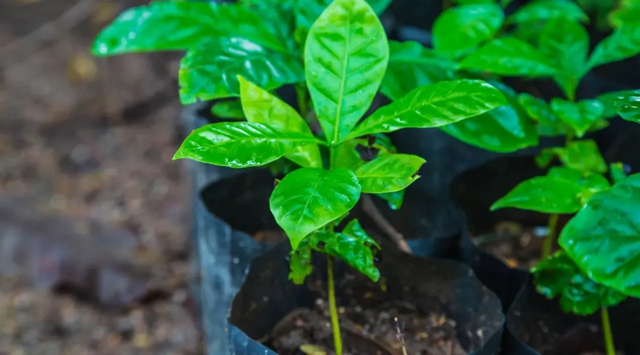 Pequeñas plantas de café en macetas negras, con hojas verdes brillantes y húmedas.