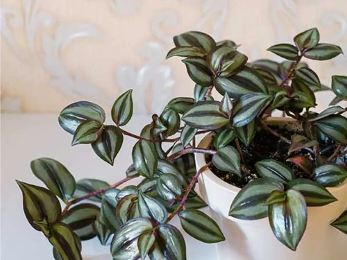 Tradescantia zebrina con hojas plateadas y moradas. Si notas que se marchita, podría indicar problemas de riego o luz.