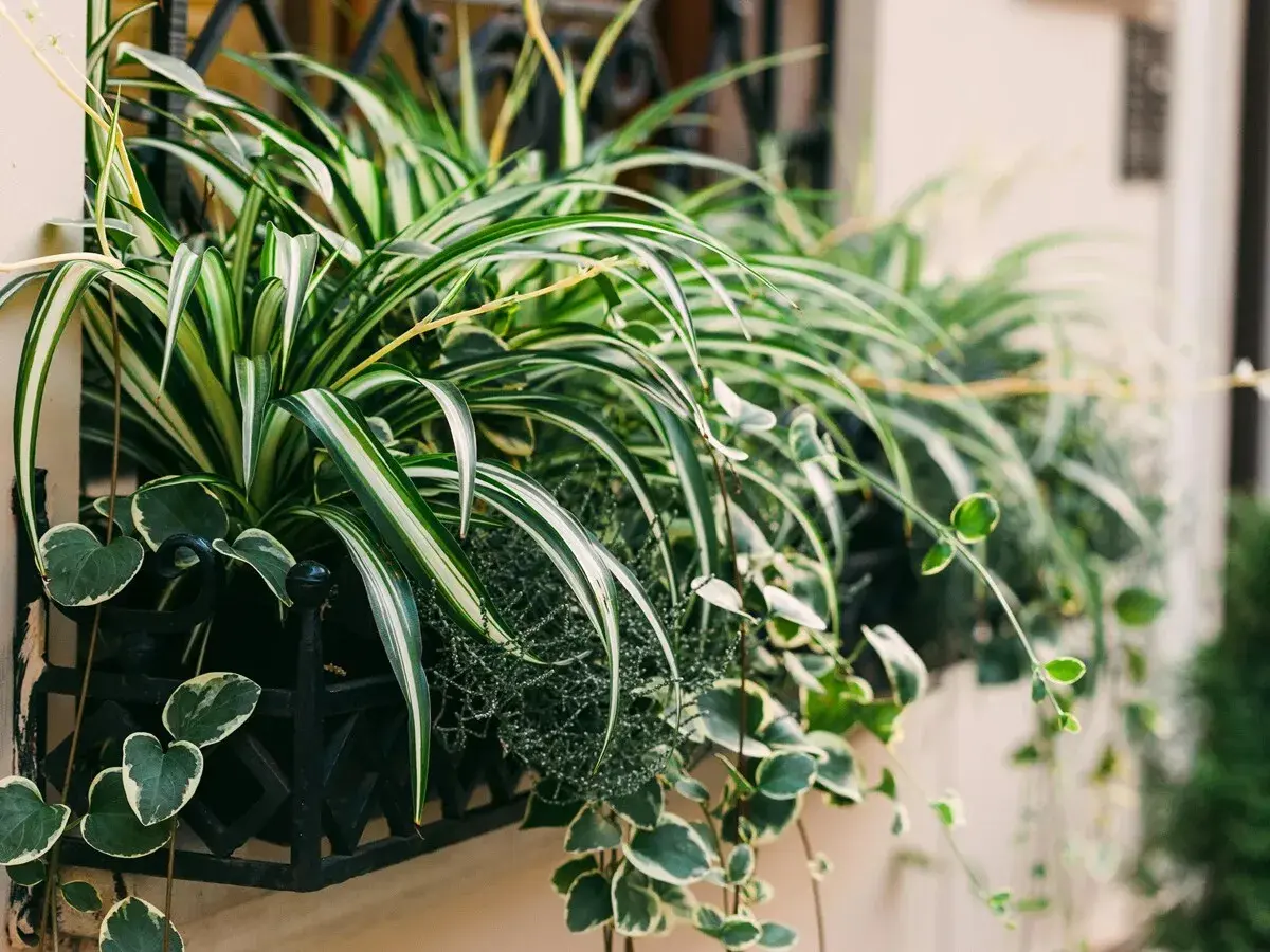 Variedad de tipos de cintas plantas en macetero negro. Hojas verdes y blancas de planta araña y otras colgantes.