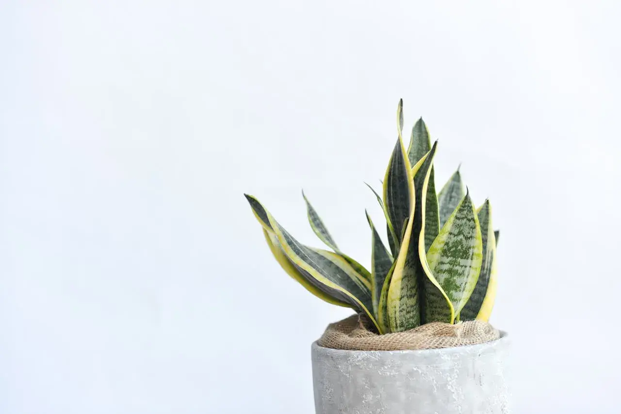 Sansevieria trifasciata, un ejemplo de los diversos tipos de sansevieria, con hojas verdes y amarillas en una maceta de cemento.