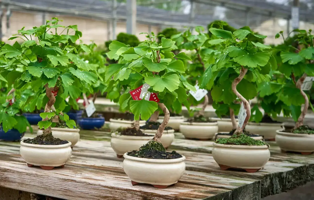 Varios ejemplares de ginkgo biloba cultivo en maceta, con sus hojas verdes y troncos retorcidos, reposan sobre una mesa de madera.