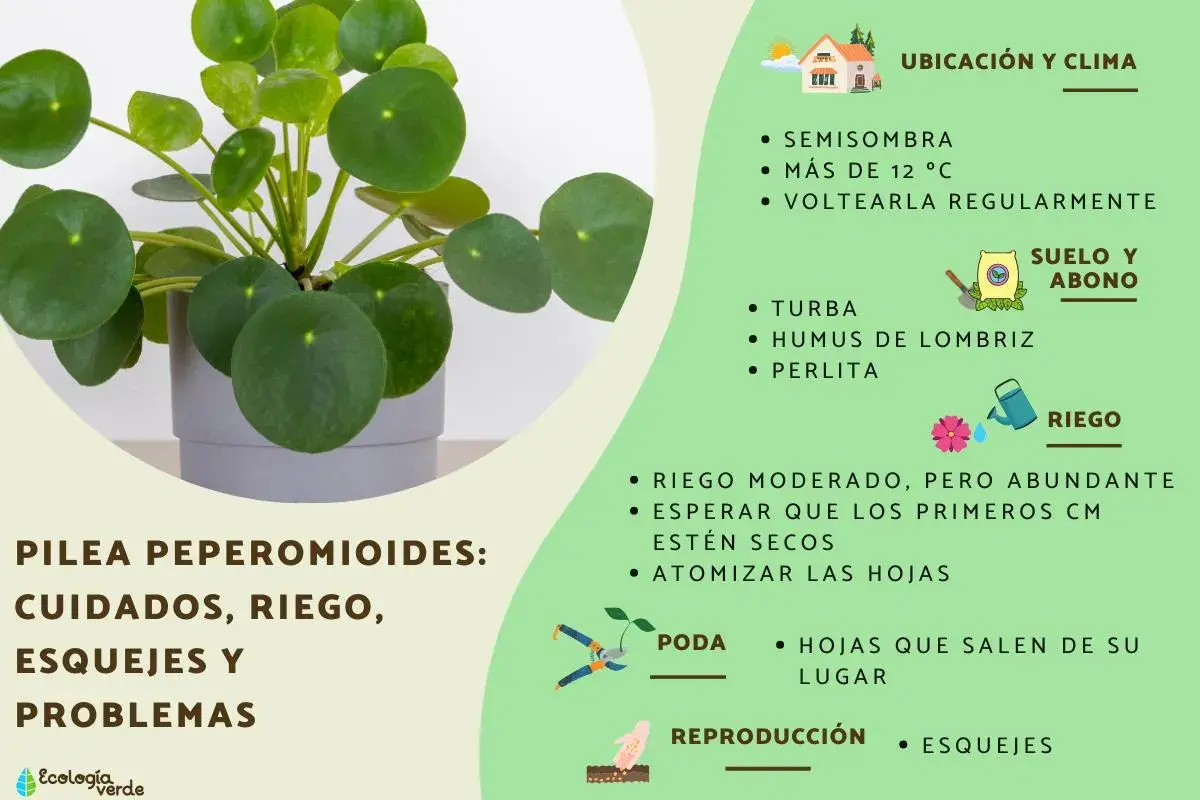 Guía de cuidados para Pilea Peperomioides: ubicación, riego, suelo, poda y reproducción con esquejes.
