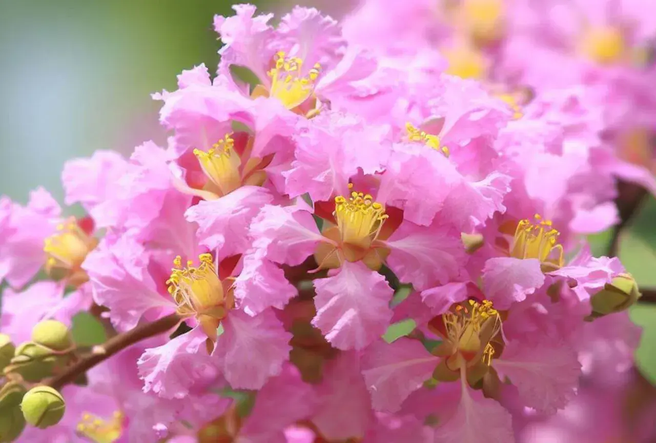 Flores rosadas y rizadas de un árbol de Júpiter, con estambres amarillos vibrantes. Sus cuidados son sencillos para disfrutar su belleza.