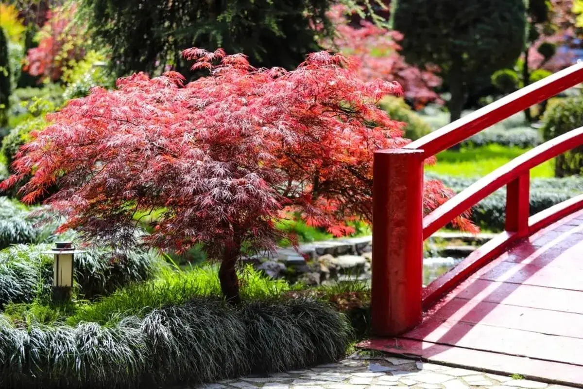 Un árbol con flores rojas vibrantes se alza junto a un puente rojo en un jardín sereno.