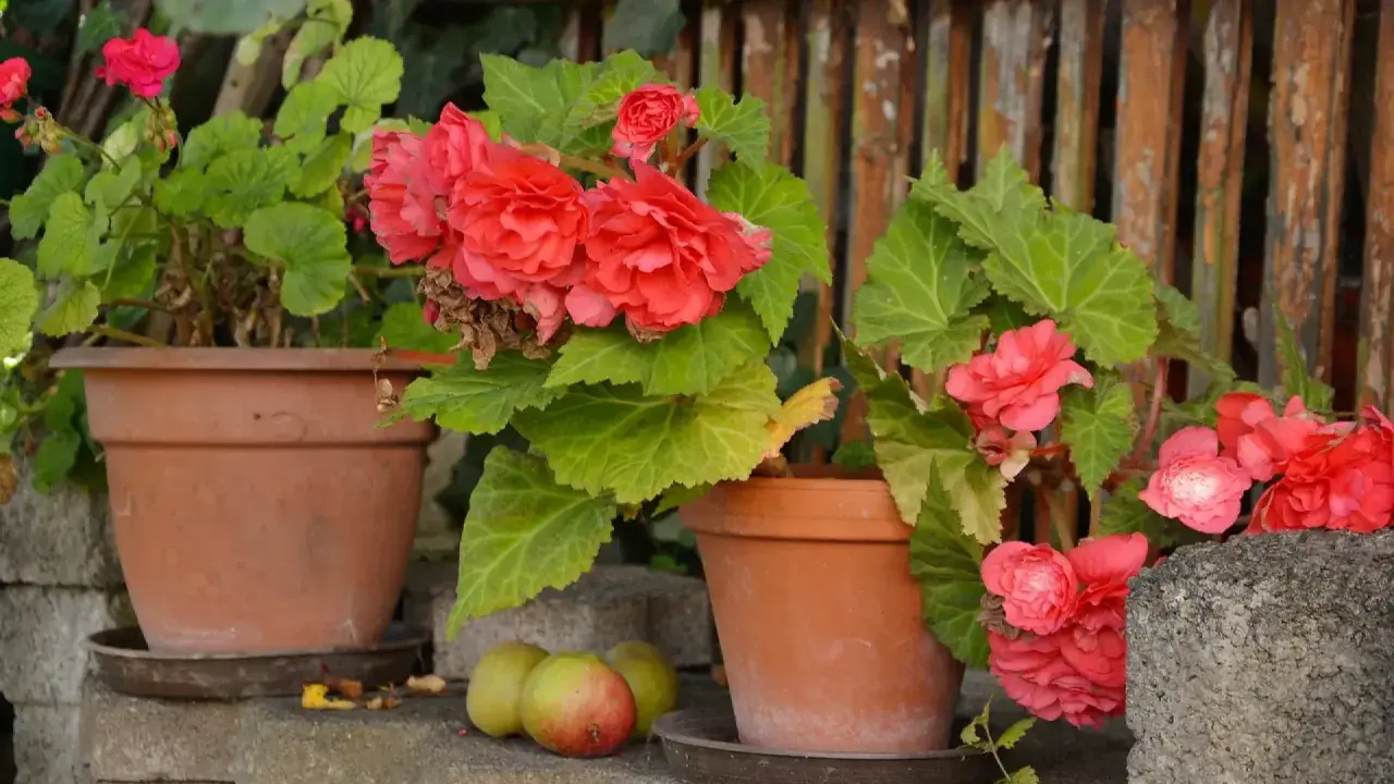 Bellas begonias en macetas, mostrando distintos tipos de begonias, fotos de flores rojas y rosadas con hojas verdes.