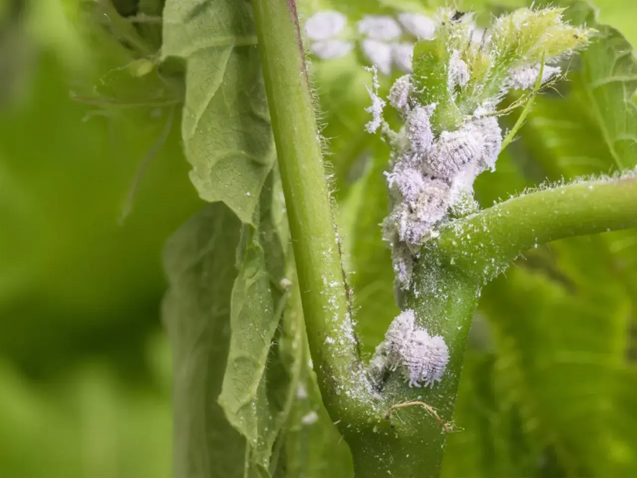 Planta infestada con cochinilla lapa, pequeños insectos blancos cubriendo el tallo y las hojas, dañando el crecimiento.