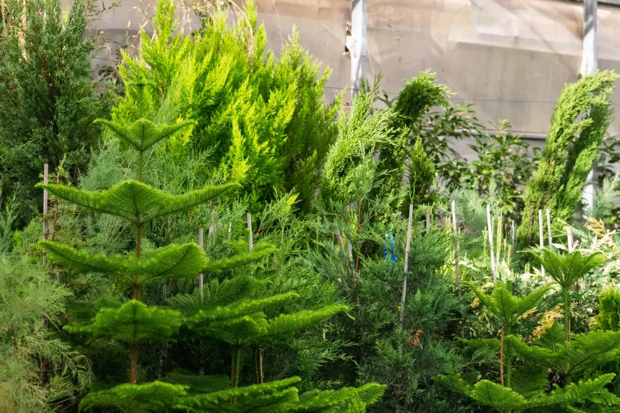 Variedad de coníferas listas para plantar setos para cerramiento. Arbustos verdes y frondosos, ideales para crear privacidad.