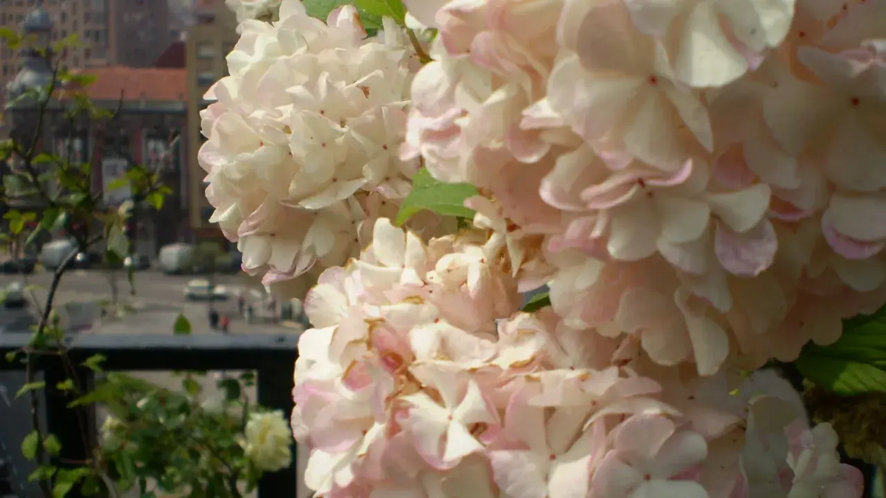 Delicadas flores de planta bola de nieve, con pétalos blancos y rosados, se asoman sobre un balcón con vistas a una calle urbana.
