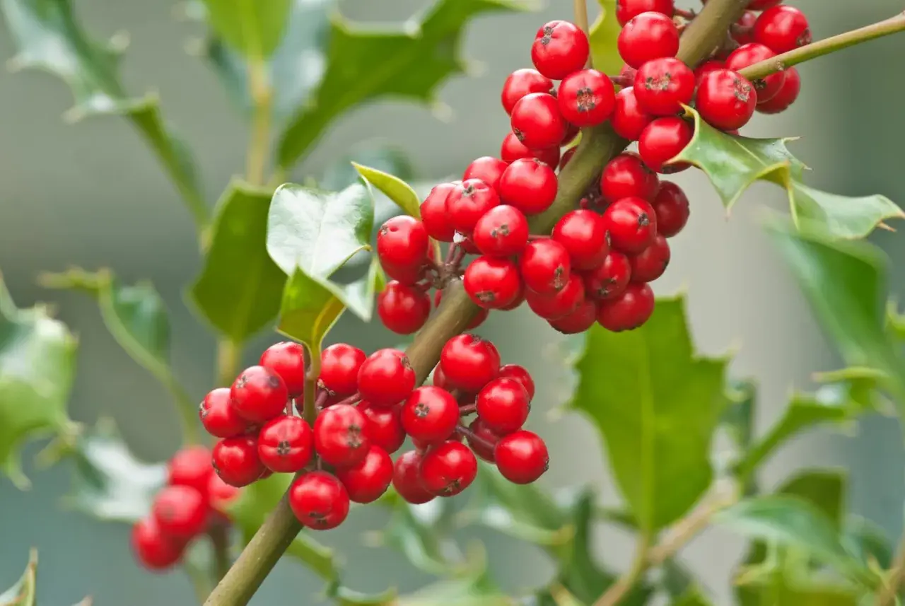 Ramita de acebo con bayas rojas brillantes. Ideal para aprender a plantar acebo por esqueje y disfrutar de su follaje perenne.