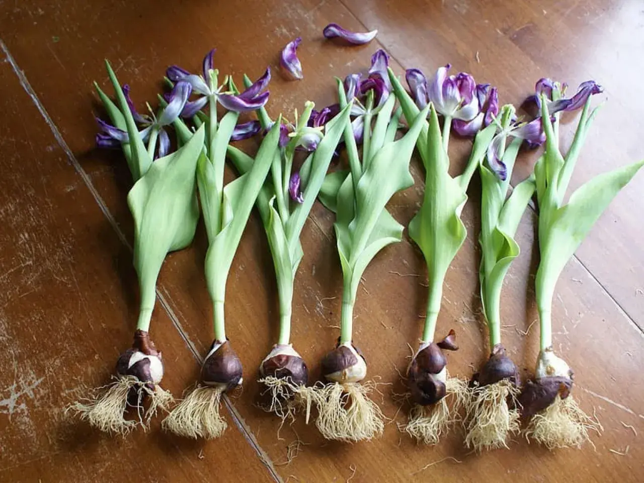 Seis bulbos de tulipán con raíces y tallos verdes, algunos con pétalos morados marchitos. Muestra cuántos tulipanes salen de un bulbo.