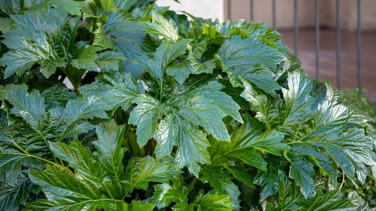 Un exuberante acanto en maceta despliega sus grandes hojas verdes y brillantes, con bordes dentados y venas marcadas, creando un tapiz natural.