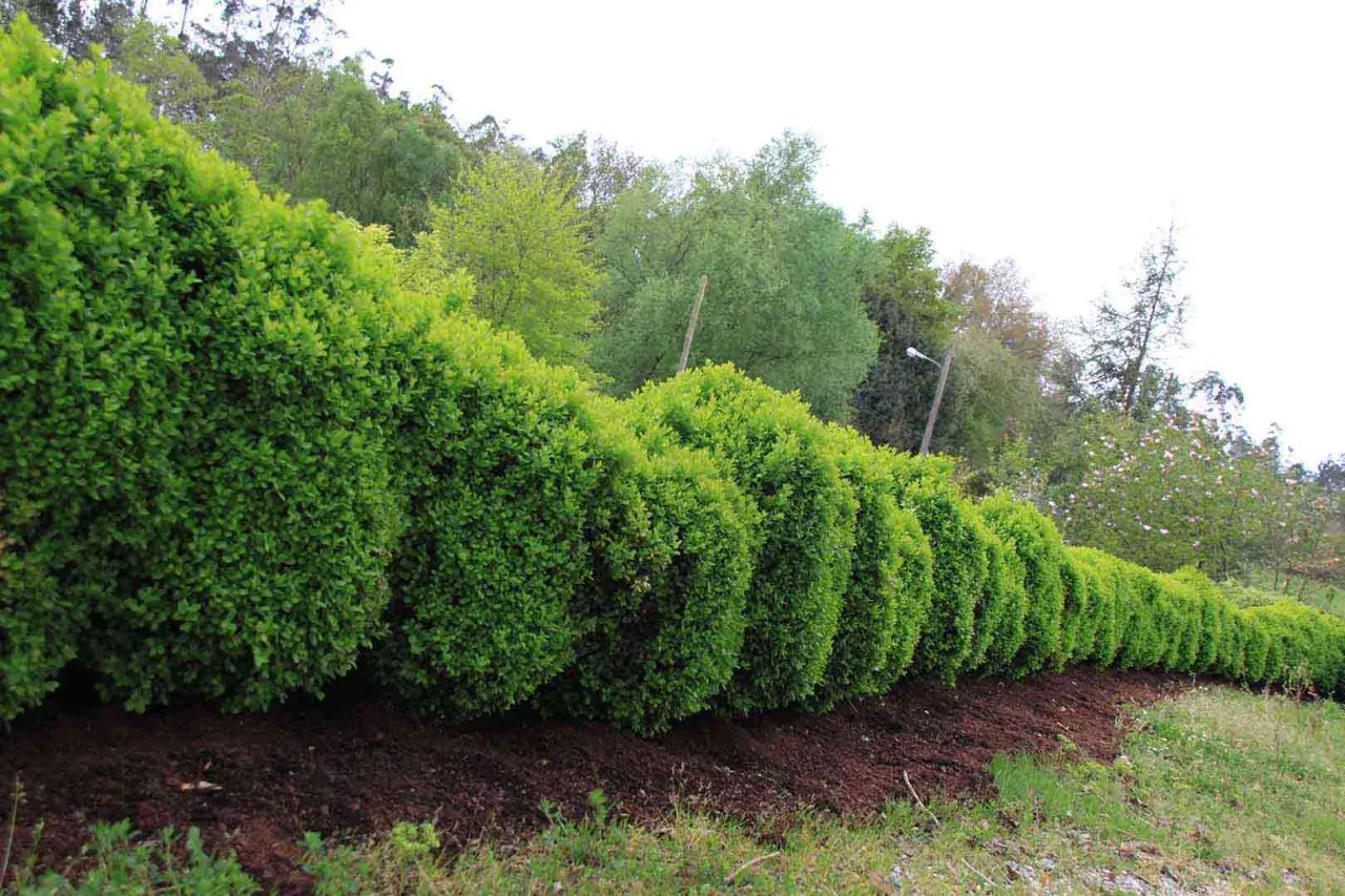 Una hilera de arbustos para setos, perfectamente podados y de un verde vibrante, bordean un camino.