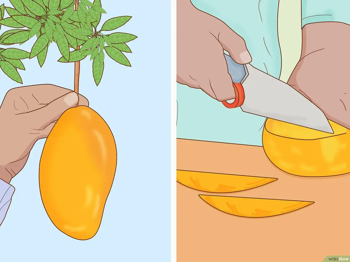 Mano recogiendo un gran arbol de mango. Otra mano corta un mango en rodajas.