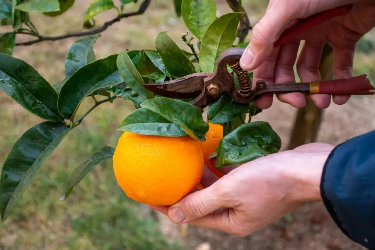 Manos podando un naranjo para cosechar naranjas.