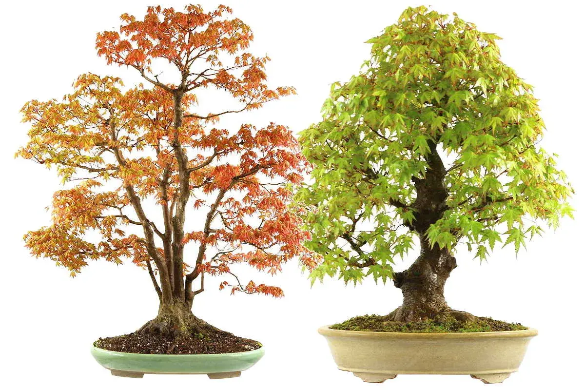 Dos arces japoneses en maceta, uno con hojas naranjas y otro con hojas verdes. El arce japonés cuidados requiere atención para mantener su belleza.