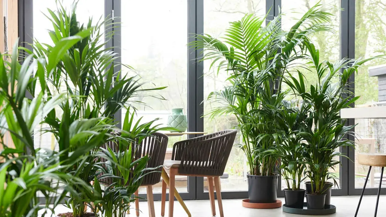 Un rincón acogedor con varias plantas kentia, sillas de mimbre y una mesa con un jarrón verde.